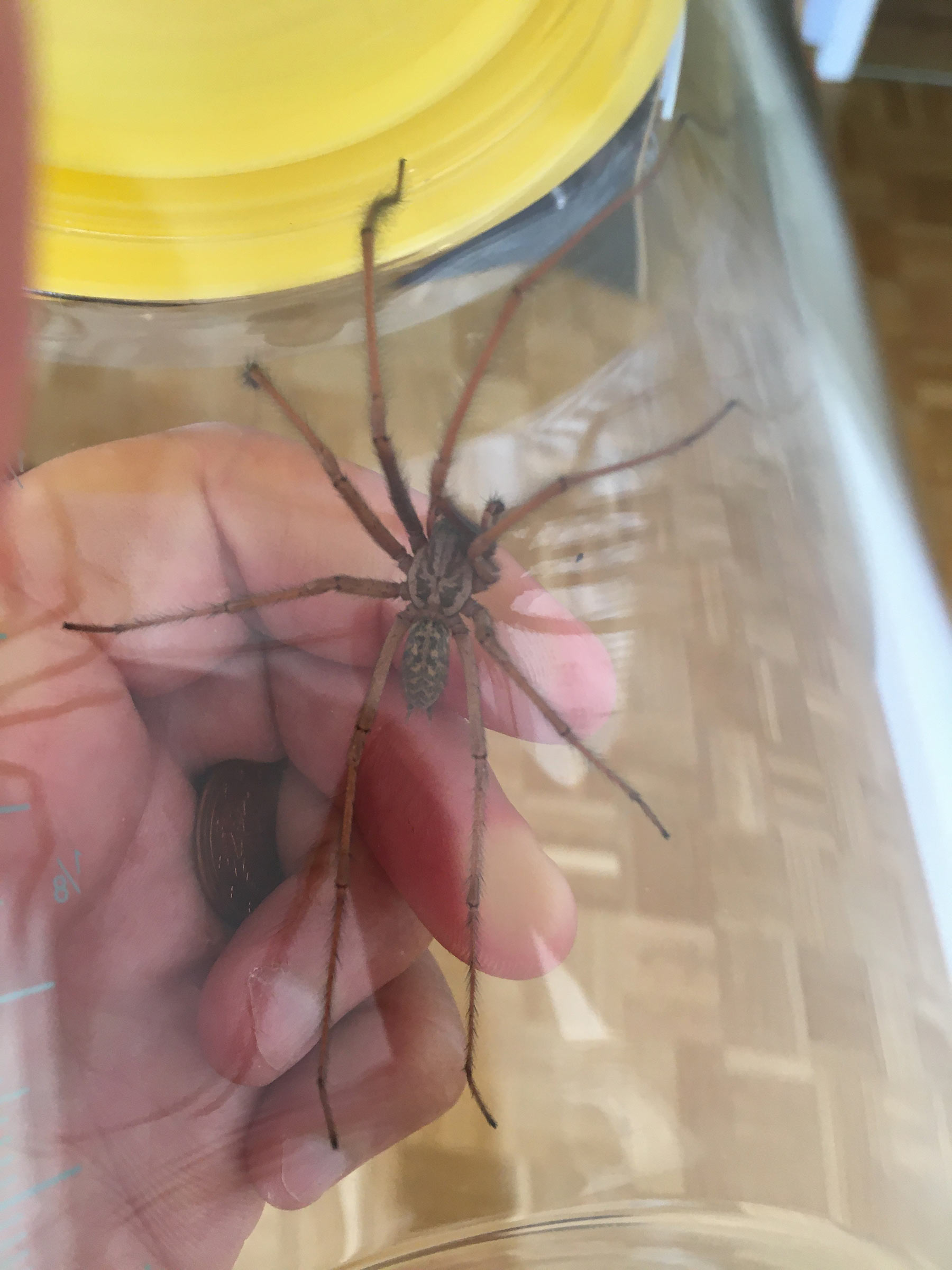 Agelenidae: Eratigena (=Tegenaria) atrica